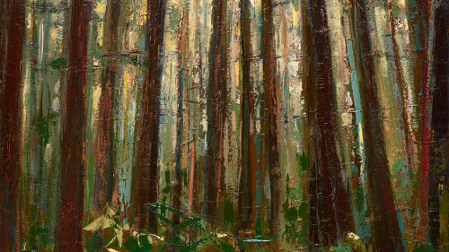 Leslie Andelin Forest redwoods 6