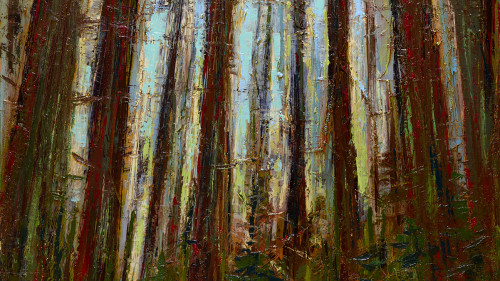 Leslie Andelin Forest redwoods 4